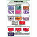 Animal Tissues Chart